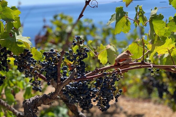 Authentic private viewpoint wine&dine tour - Pelješac and Milos Winery