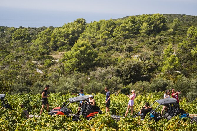 Buggy Safari With Wine Tasting - Meeting in Korcula at 10:00 a.m.