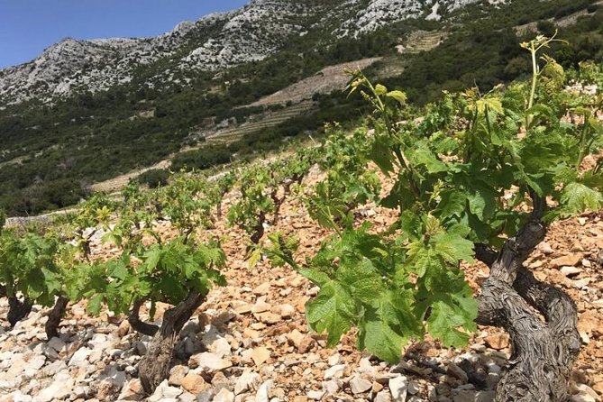 Classic Tour with Wine Tastings from Dubrovnik - Three wineries and a practical wine lesson