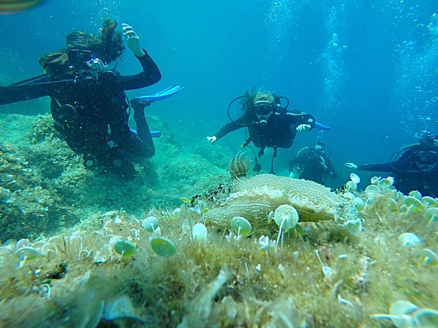Dubrovnik: 1-Day Discover Scuba Diving Course - Expect a half-day or longer