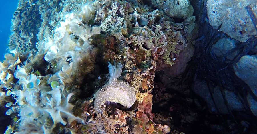 Dubrovnik: 1-Day Discover Scuba Diving Course - Two sessions in the Adriatic