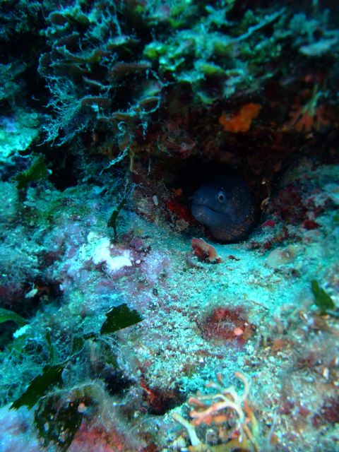 Dubrovnik: 1-Day Diving Package - Two Adriatic sessions, not a rushed one-off