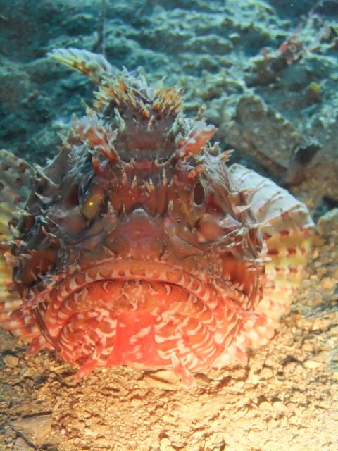 Dubrovnik: 1-Day Diving Package - Is $164 good value for a full day?