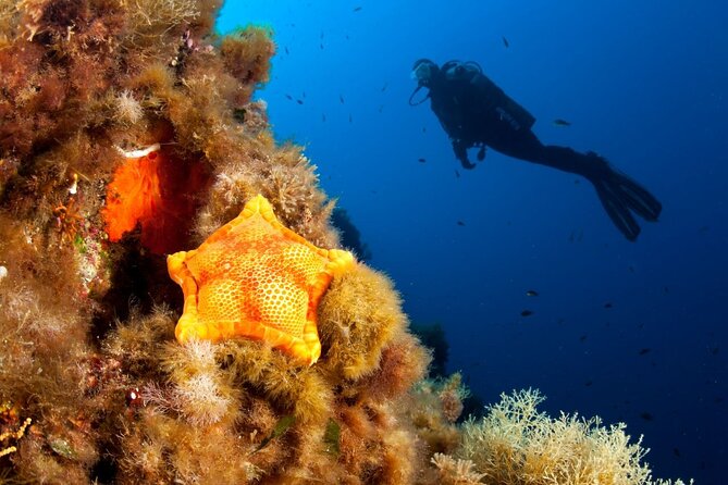 Dubrovnik 1 Dive for Certified Divers - Choosing the underwater site around Dubrovnik