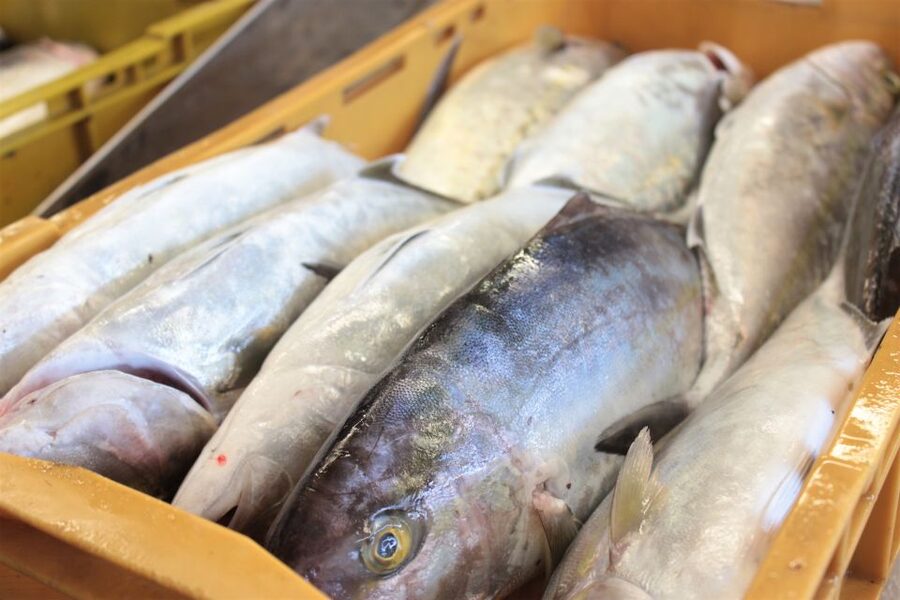 Dubrovnik: Private Cooking Experience with Wine Tasting - Why this private day works