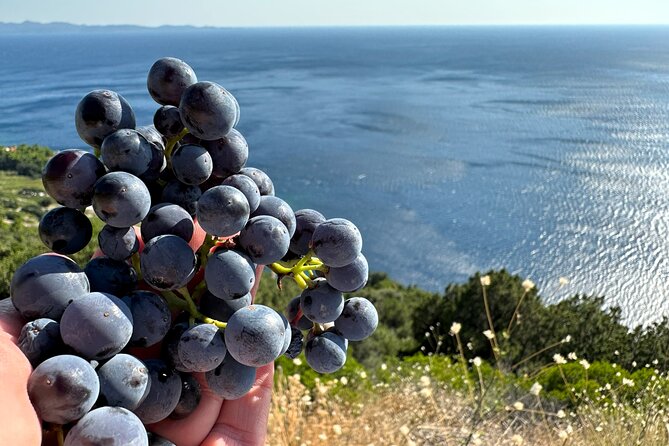 Dubrovnik Private Wine Tasting Tour to Peljesac Peninsula - Matuško Winery and the cellar visit