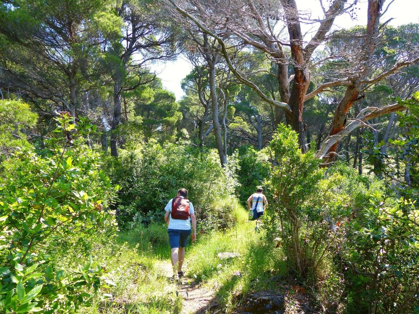From Dubrovnik: Hiking & Swimming on Koločep Island Day Trip - Quiet Swimming Spots and Cliff Jumps