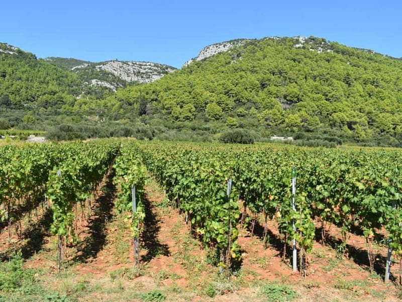 From Korcula Town: Local Wine & Sightseeing Half-Day Tour - Guide quality and the feel of the group