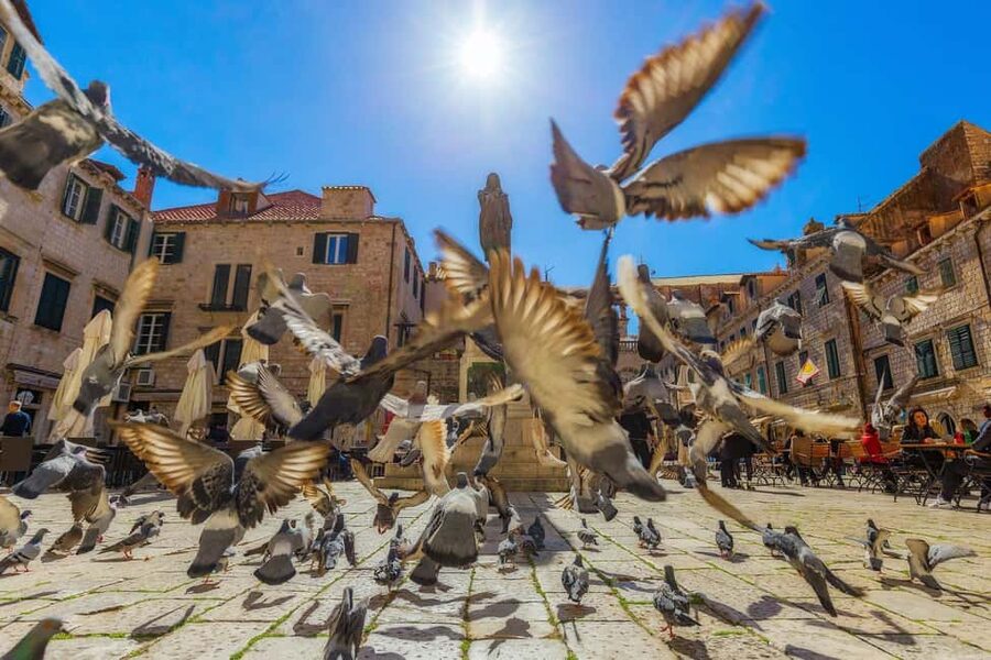 From Makarska : Dubrovnik Guided Tour & Free Time - Who Will Get the Most from This Tour