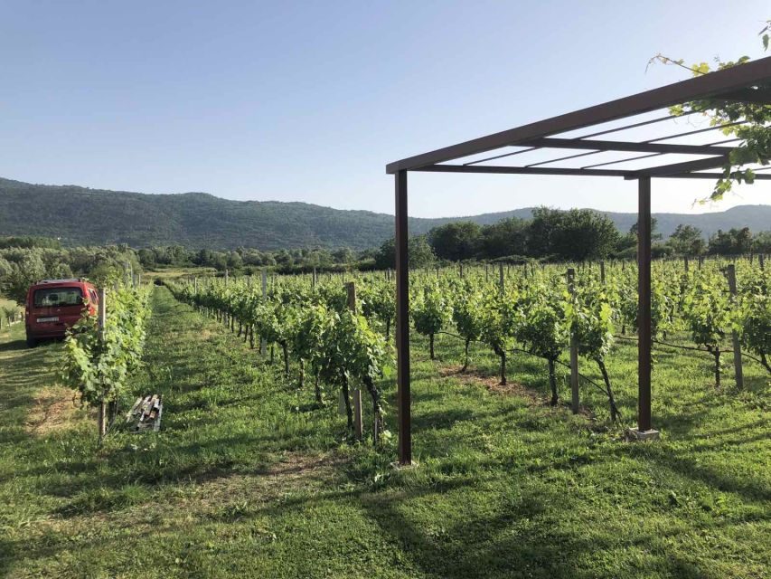 Konavle Valley: Private Half-Day Tour with Wine Tasting - What the guide adds to the drive