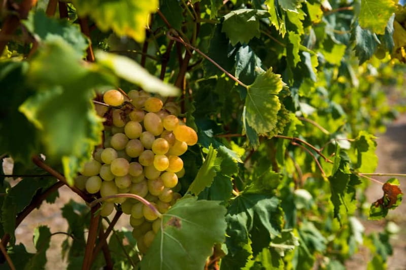 Konavle Valley: Tour with Wine Tasting from Dubrovnik - Ljuta’s water mill and old working traditions
