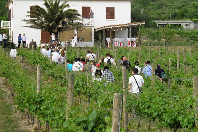 Konavle Valley Wine Tour from Dubrovnik with Train Ride and Wine Tasting - The small train to Ljuta