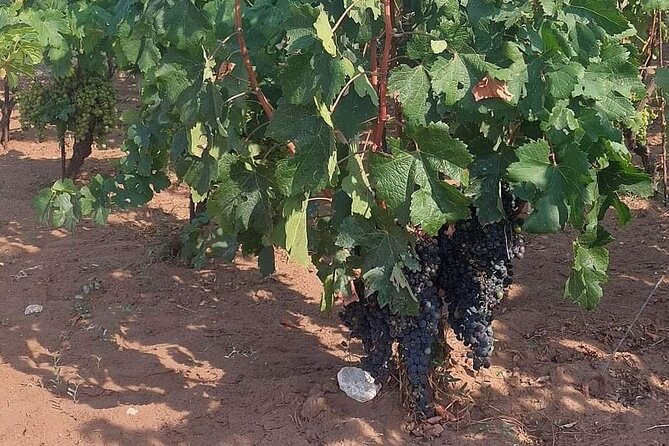 Korčula for Wine Lovers - Pošip and Grk Wines Private Tour - Timing, alcohol, and practical details