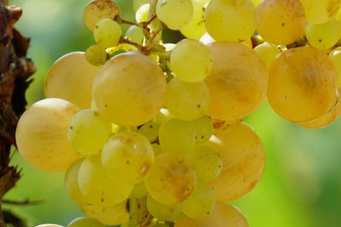 Korčula for Wine Lovers - Pošip and Grk Wines Private Tour - Who should book this Korčula wine tour?