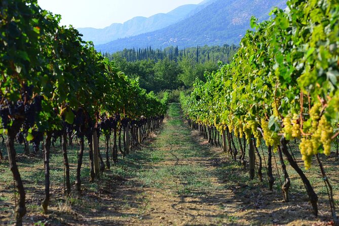 Korčula & Ston: Island Charms, Pelješac Delights & Wine Tasting - Pelješac by road: vineyards, olive groves, and open views