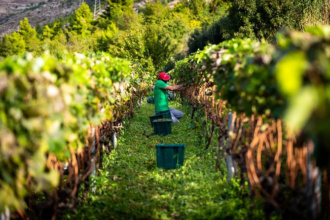 Olive farm & village - Ivica Vlašić and the family story