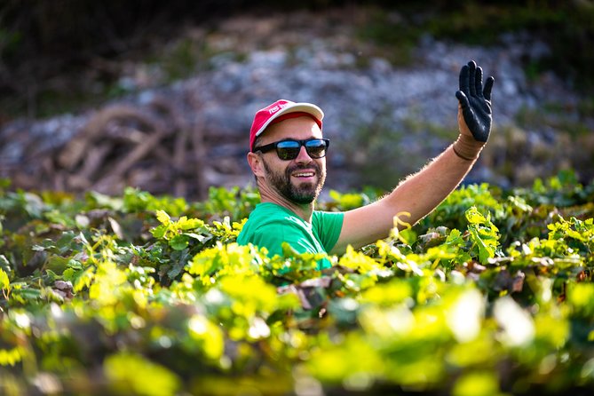 Olive farm & village - Who will enjoy Vardia farm most