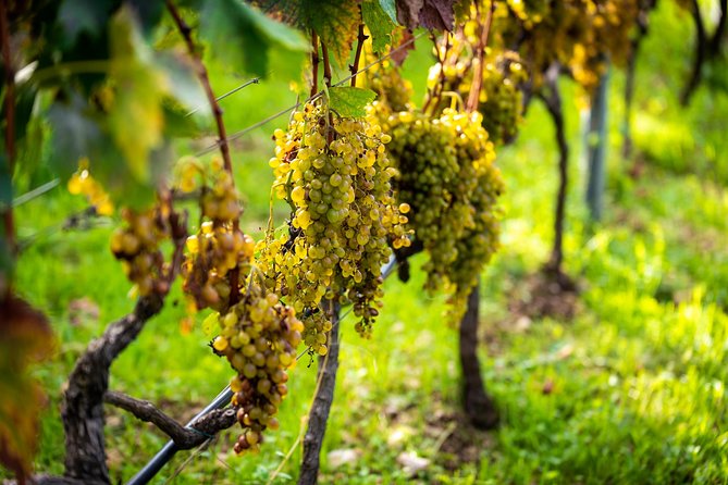 Olive farm & village - Practical tips for a better visit