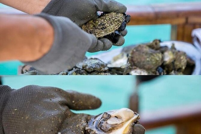 Oyster farm experience / Private day trip from Dubrovnik - What the $258.30 price really covers