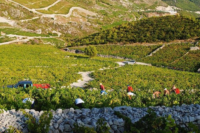 Oysters & Wine Tour From Dubrovnik (Small Group) - What the small-group format changes