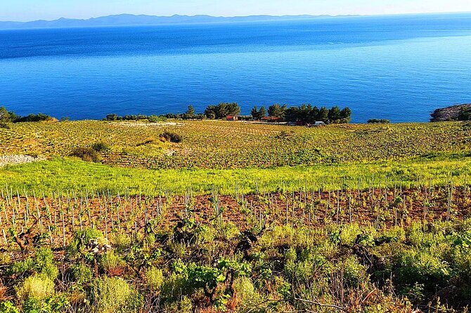 Peljesac and Ston Private Wine Tour with Tastings from Dubrovnik - The Dingač road supplies the best photographs