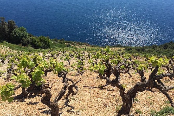 Peljesac and Ston Private Wine Tour with Tastings from Dubrovnik - Mali Ston introduces salt and oysters