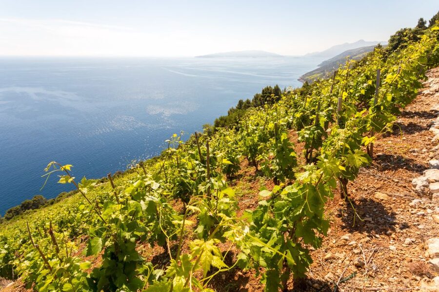 Pelješac Full-Day Wine and Food Tour from Dubrovnik - Why Pelješac makes a better wine day than Dubrovnik