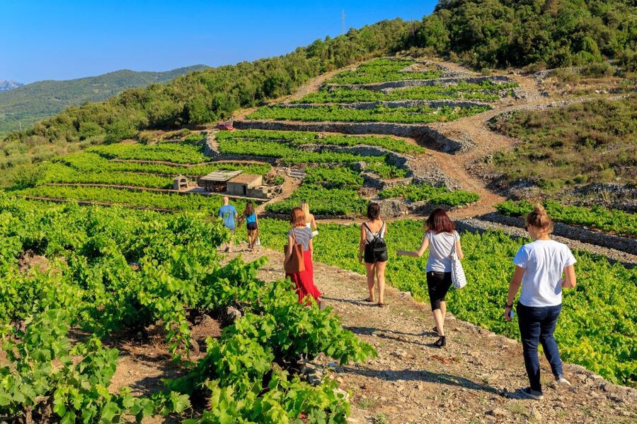 Pelješac Full-Day Wine and Food Tour from Dubrovnik - Who should book this Pelješac tour?