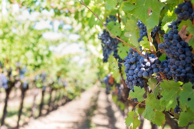 Peljesac Peninsula Wine Tasting Luxury Tour from Dubrovnik - Eight to nine hours, with a full day on the coast