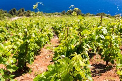 Peljesac&Ston Small-Group Food & Wine Experience from Dubrovnik