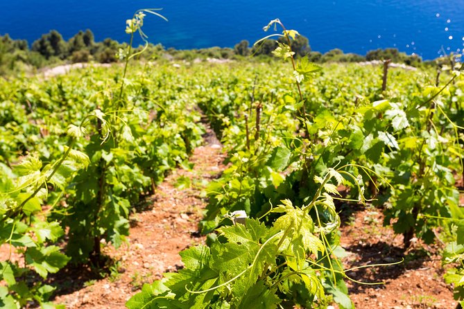 Peljesac&Ston Small-Group Food & Wine Experience from Dubrovnik - Ston’s salt pans and the town’s old defenses