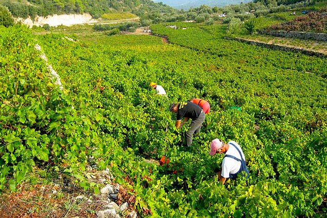Peljesac Vineyards & Oysters - Private Day Trip from Dubrovnik-Mercedes Vehicle - Ston Walls and Salt Flats in 30 Minutes