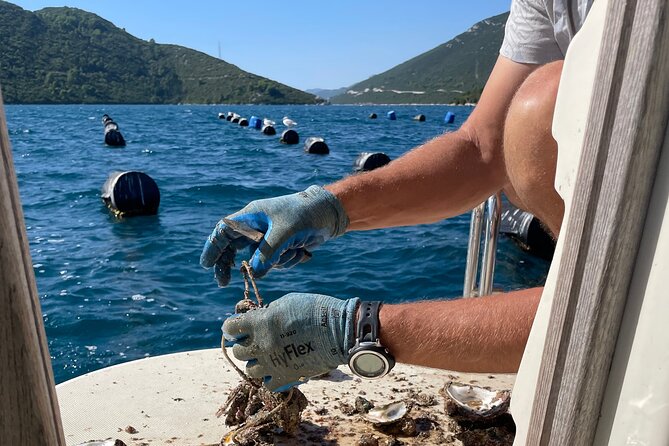 Pelješac - Wine, Oysters and Food Experience from Dubrovnik - The second winery and the cellar visit