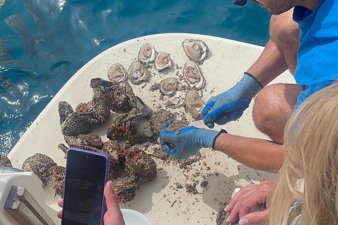 Pelješac - Wine, Oysters and Food Experience from Dubrovnik - Is $420.55 per person good value?