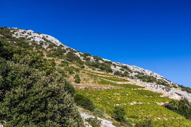 Peljesac Wine & Ston Oysters PRIVATE HALF DAY SHORE TOUR - Why the oyster boat makes this tour special