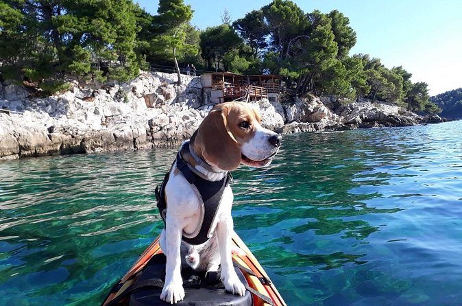 'Pomalo' Guided Sea Kayaking Tour in Cavtat - Who should book this Cavtat kayaking tour?