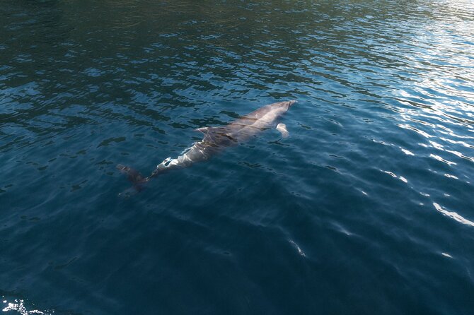 Private Boat Tours Dubrovnik Beach stops and Blue Cave tour - Boat choices and the price question