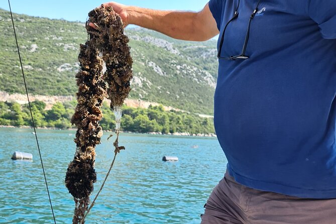 Private Oyster and Wine Tasting Day Trip along Peljesac - Edivo Wine Bar offers a smaller village welcome