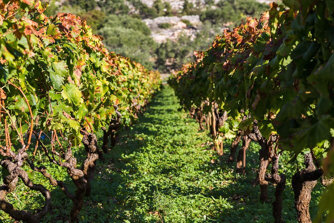 Private Tour: Ston and Peljesac Peninsula Day Trip with Wine Tasting - Why Peljesac makes a better wine day than a quick city tasting