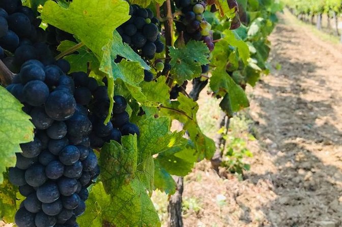 PRIVATE Wine Tour to Konavle country side - Leaving Dubrovnik for Konavle Valley