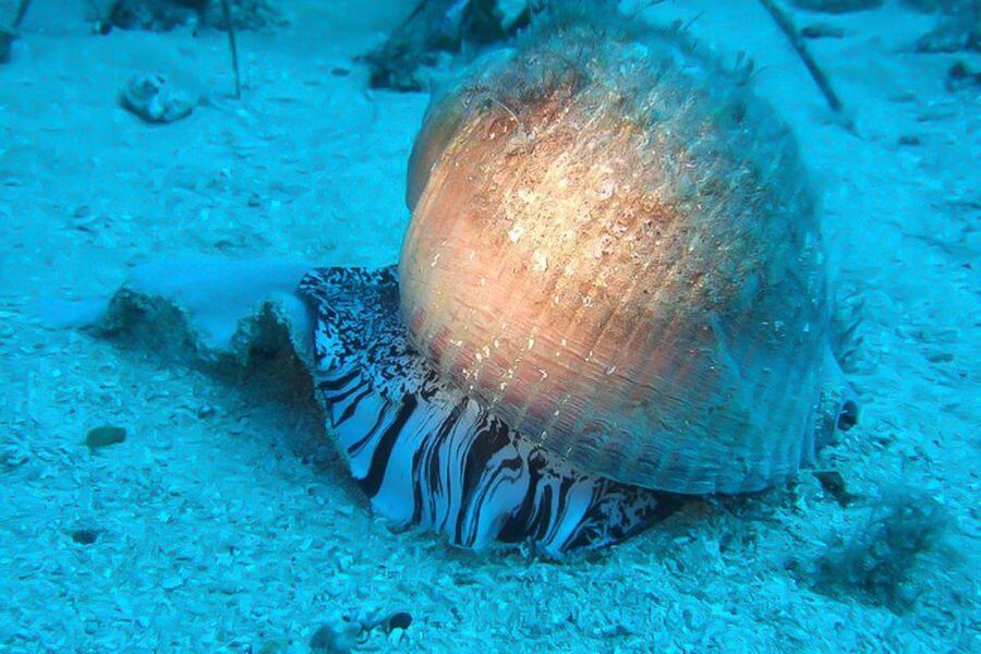 Scuba Diving in Dubrovnik: 1 Dive for Certified Divers - What your 150 minutes at Blue Planet looks like
