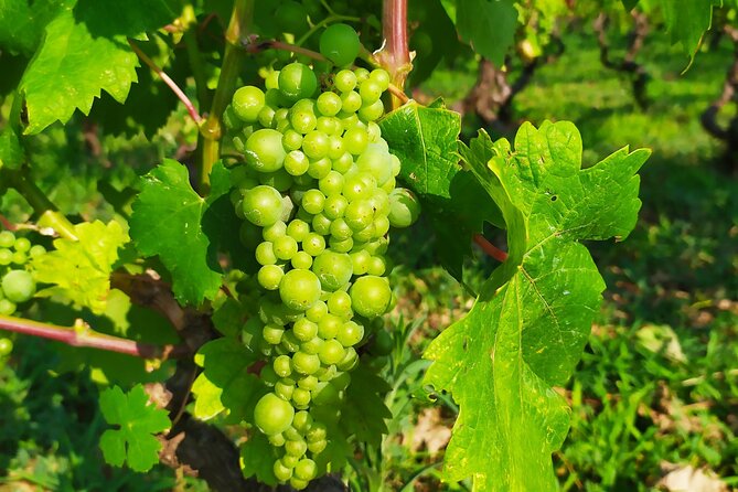 Slurp of Grk Korcula Wine Tour | Wine Tasting in Lumbarda - Meeting at Plokata Square in Korcula Town