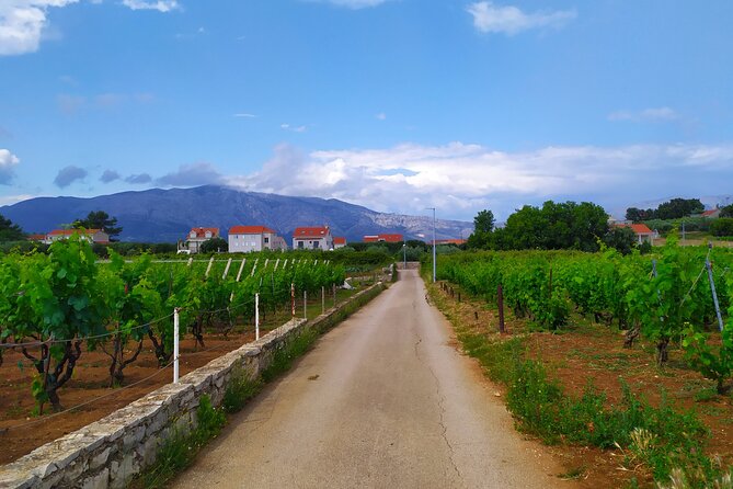 Slurp of Grk Korcula Wine Tour | Wine Tasting in Lumbarda - The wines you will taste