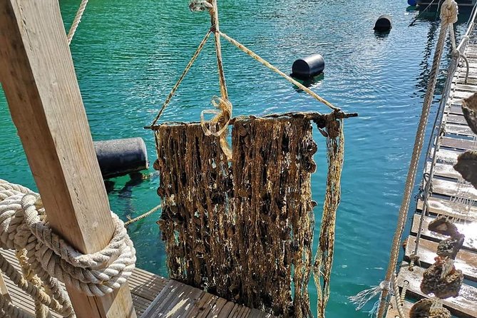 Ston Gastro Tour - Mali Ston, shellfish farms, and local wine
