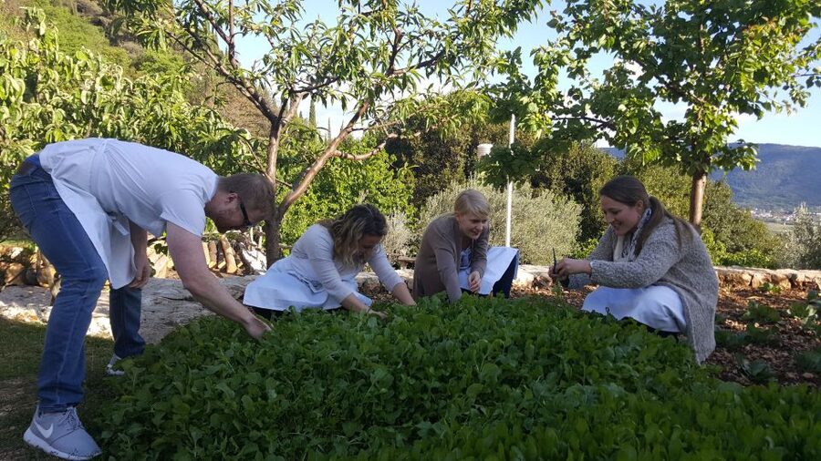 Traditional Dalmatian Cooking Class from Dubrovnik - Picking vegetables and trying farm tasks