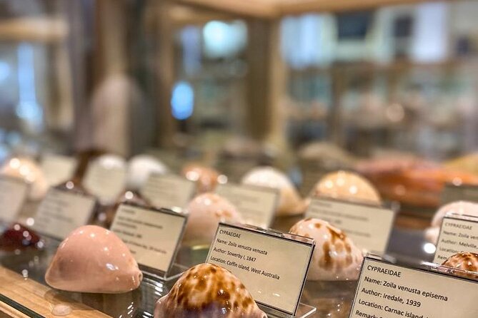Visit Shell Museum Cavtat - Key points at a glance