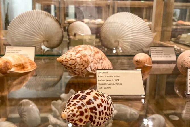 Visit Shell Museum Cavtat - Thousands of shells in a compact Cavtat museum