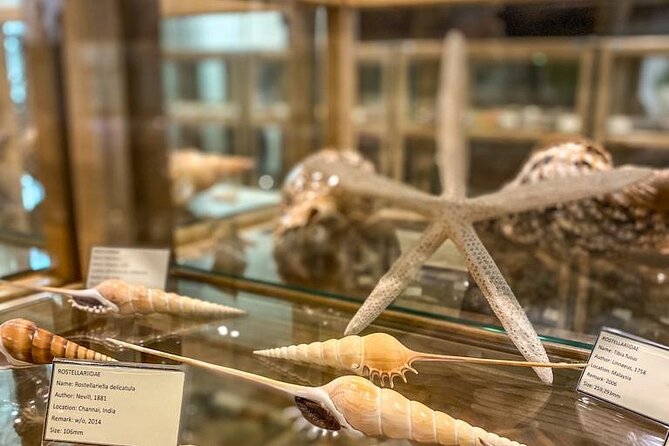 Visit Shell Museum Cavtat - The collection’s family story