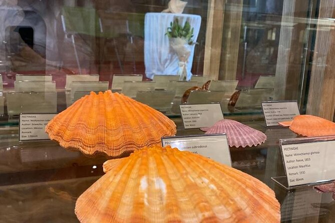 Visit Shell Museum Cavtat - Why the colors and shapes matter