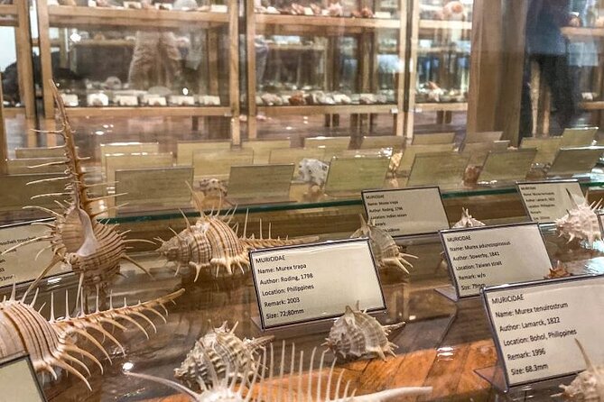 Visit Shell Museum Cavtat - What you see during the 45-minute visit